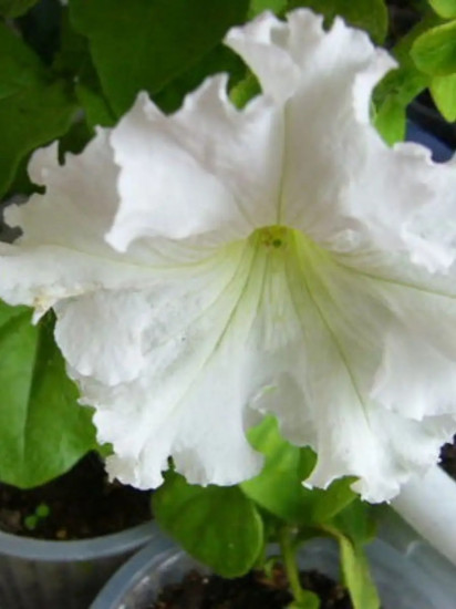 Семена петунии фриллитунии крупноцветковой «Снежинка F1»