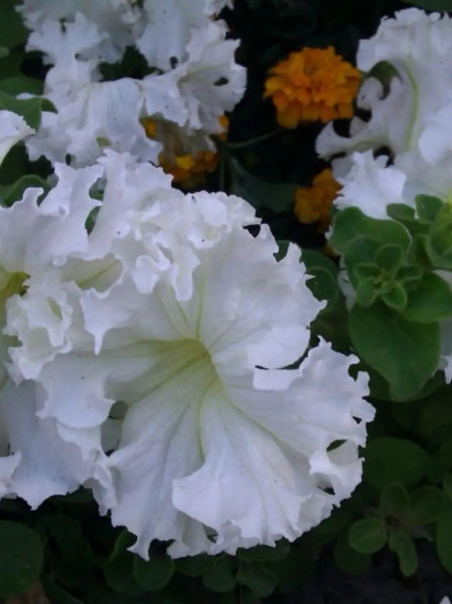 Семена петунии фриллитунии крупноцветковой «Снежинка F1»