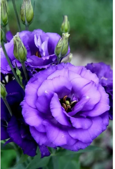 Семена эустомы крупноцветковой «Эхо F1 блю»