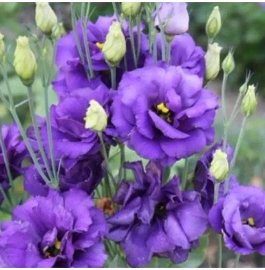 Семена эустомы крупноцветковой «Эхо F1 блю»