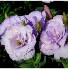 Семена эустомы крупноцветковой «Эхо F1 лавендер» - Фото 1