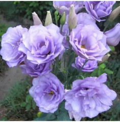 Семена эустомы крупноцветковой «Эхо F1 лавендер» - Фото 2