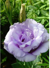 Семена эустомы крупноцветковой «Эхо F1 лавендер» - Фото 3