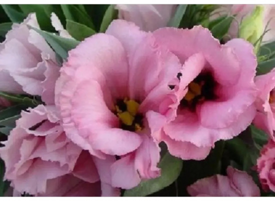 Семена эустомы крупноцветковой «Эхо F1 пинк»