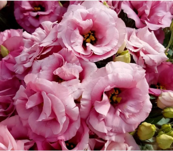 Семена эустомы крупноцветковой «Эхо F1 пинк»