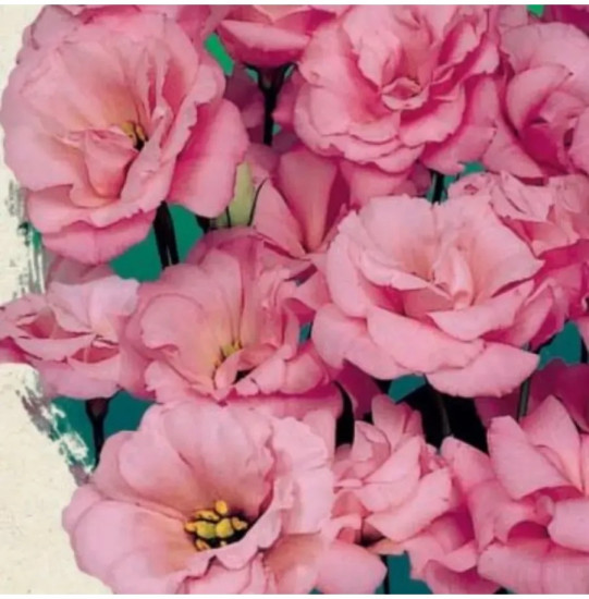 Семена эустомы крупноцветковой «Эхо F1 пинк»