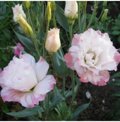 Семена эустомы крупноцветковой «Эхо F1 пинк пикоти» - Фото 2