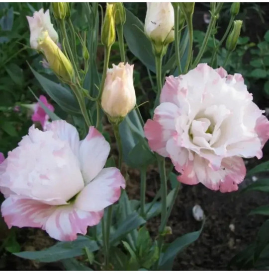 Семена эустомы крупноцветковой «Эхо F1 пинк пикоти»