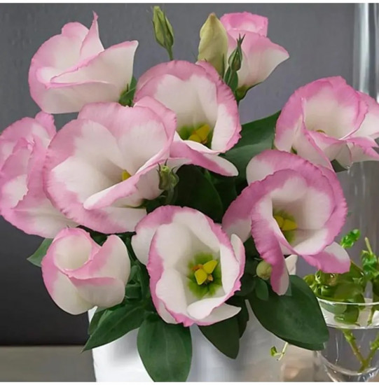 Семена эустомы крупноцветковой «Эхо F1 пинк пикоти»