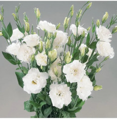 Семена эустомы крупноцветковой «Эхо F1 пур вайт» - Фото 1