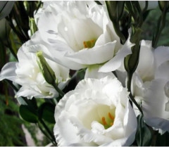 Семена эустомы крупноцветковой «Эхо F1 пур вайт» - Фото 2