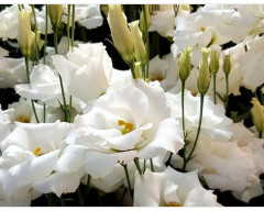 Семена эустомы крупноцветковой «Эхо F1 пур вайт» - Фото 3