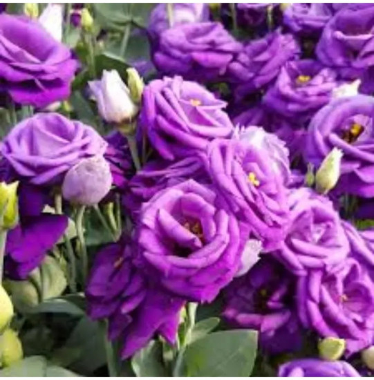 Семена эустомы крупноцветковой «Эхо F1 пурпл»