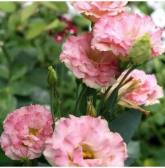 Семена эустомы крупноцветковой «Эхо F1 шампань» - Фото 1