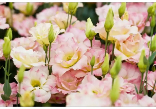 Семена эустомы крупноцветковой «Эхо F1 шампань»