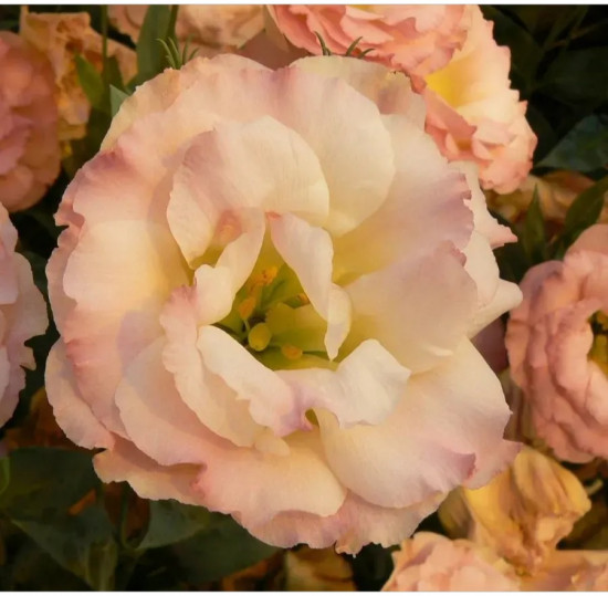 Семена эустомы крупноцветковой «Эхо F1 шампань»