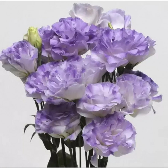 Семена эустомы юбилейной «Букетная F1 голубая дымка»