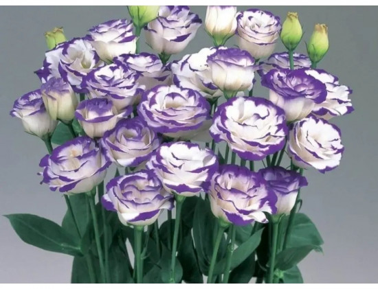 Семена эустомы юбилейной «Букетная F1 лиловая пикоти»