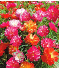 Семена эшшольции, смесь сортов «Джелли бинс» - Фото 1