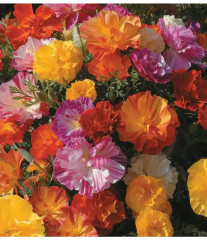 Семена эшшольции, смесь сортов «Джелли бинс» - Фото 2