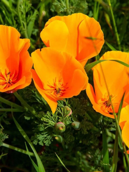 Семена эшшольции «Чаша мира»