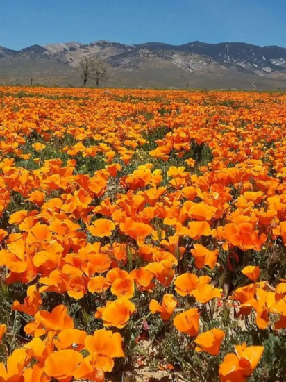 Семена эшшольции «Чаша мира»