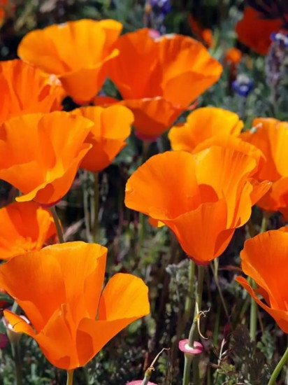 Семена эшшольции «Чаша мира»