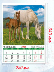 Календарь настенный на 2026 год «Год лошади. Жеребята» - Фото 2