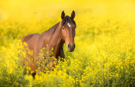 Календарь квартальный на 2026 год «Символ года. Лошадь»