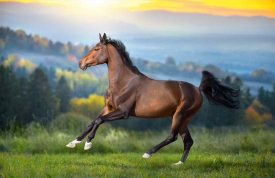 Календарь квартальный на 2026 год «Символ Года. Лошадь на свободе»