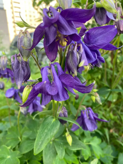 Семена аквилегии низкорослой «Альпийская»