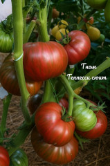 Коллекционные семена томата «Фамильный Теннеси» - Фото 1