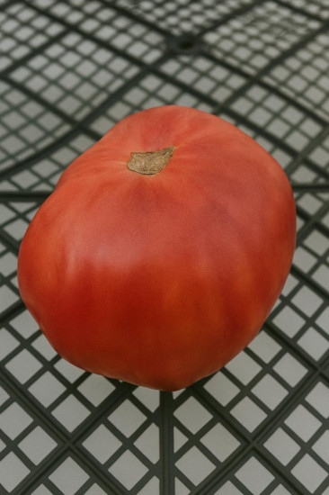 Коллекционные семена томата «Гигант Суханова»