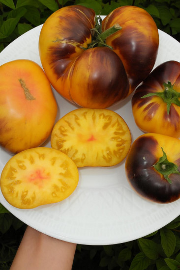 Колекционные семена томата «Дневное наслеждение»