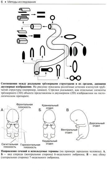 Гистология. Атлас для практических занятий