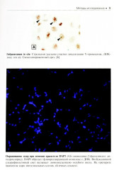 Гистология. Атлас для практических занятий - Фото 6