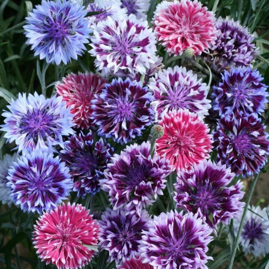 Семена василька «Фрости Микс смесь»