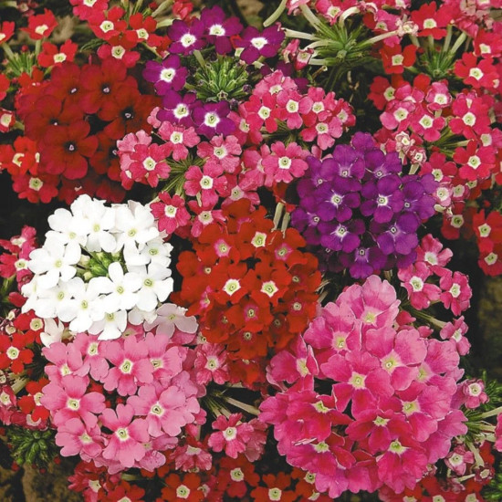 Семена вербены «Идеал, смесь»