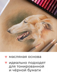 Набор карандашей цветных Color «Портрет» - Фото 5