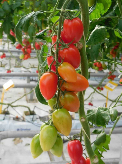 Семена томатов «Брамос F1»