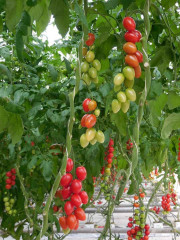 Семена томатов «Брамос F1» - Фото 2