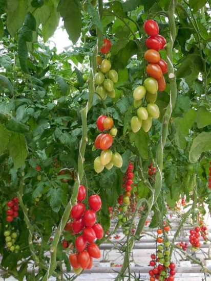 Семена томатов «Брамос F1»