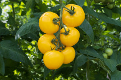 Семена томатов «Лимонад F1» - Фото 4