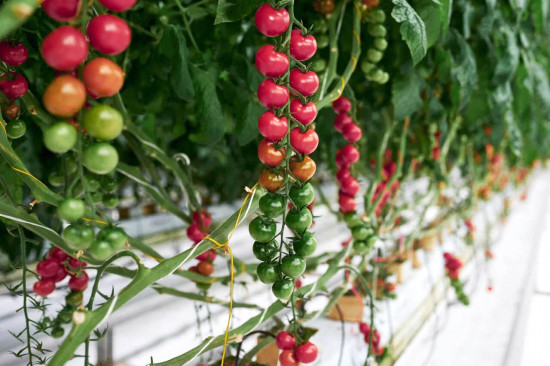 Семена томатов «Монами F1»