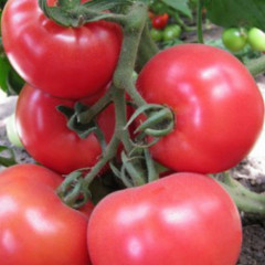 Семена томатов «Розарио F1» - Фото 1