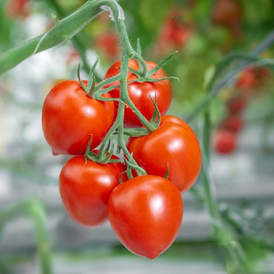 Семена томатов «Фаберже F1»