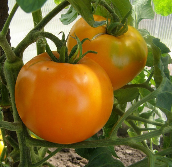 Семена томатов «Фотон F1»