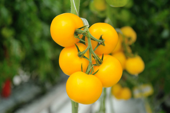 Семена томатов «Фотон F1»