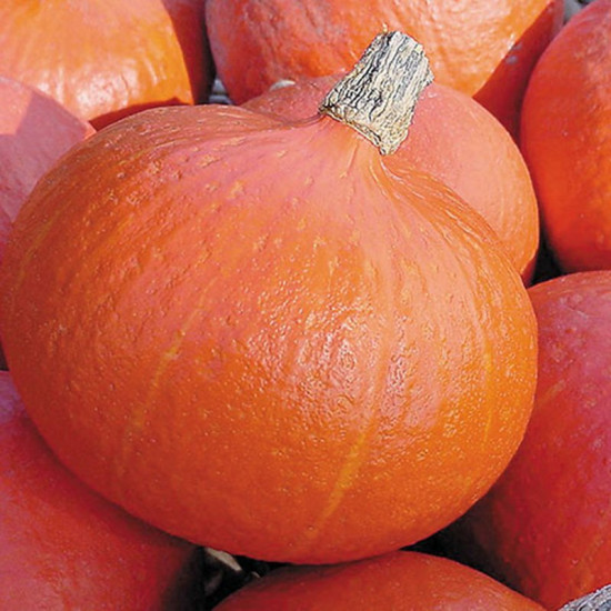 Семена тыквы «Оранж Сан»