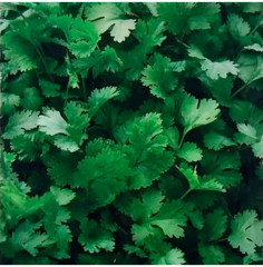 Семена кориандра «Кинзаули» - Фото 1